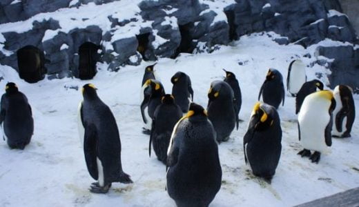 北海道・旭山動物園を写真で紹介。ペンギンやシロクマ、アザラシなど魅力いっぱい！