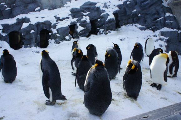 北海道・旭山動物園を写真で紹介