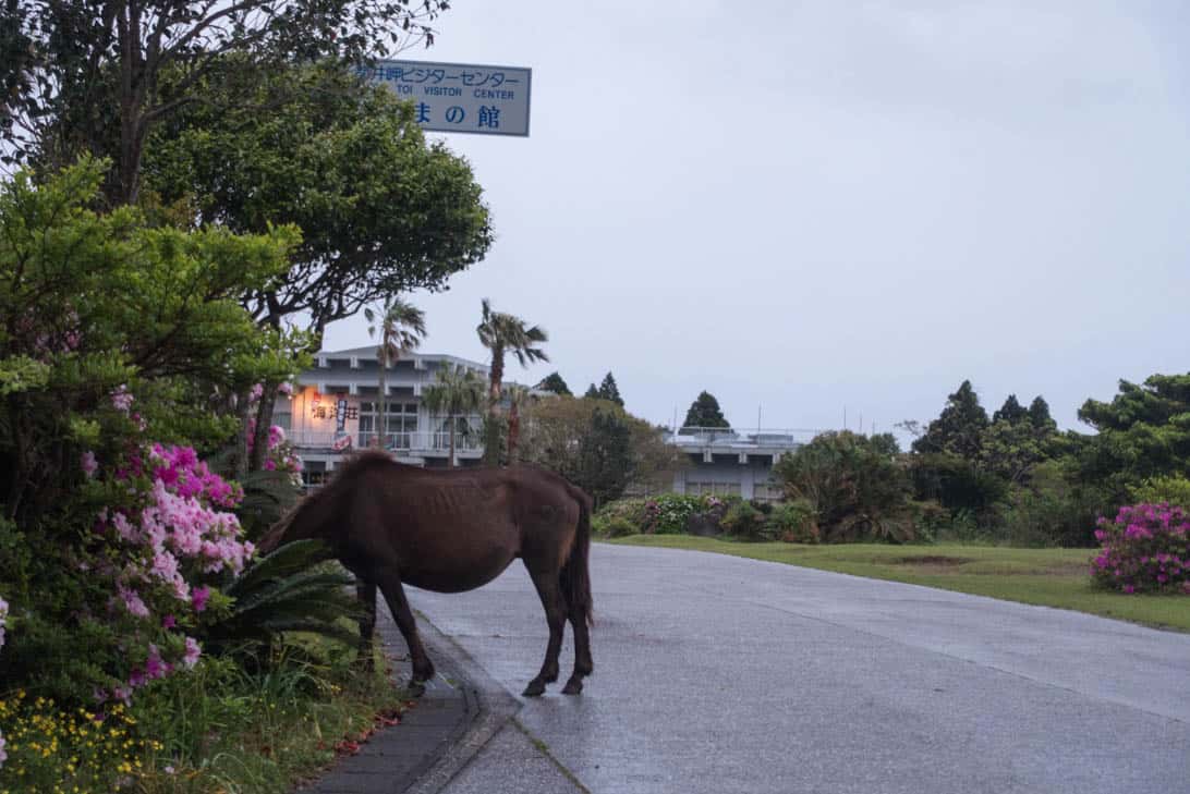 Toimisaki wild horse 10