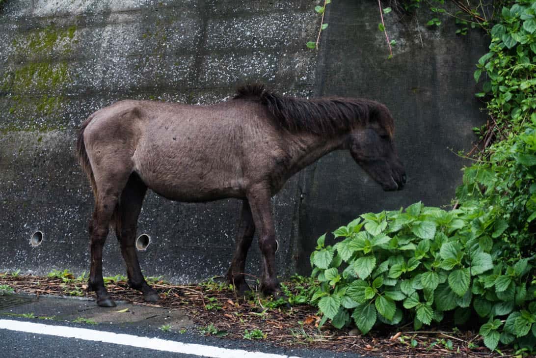 Toimisaki wild horse 11