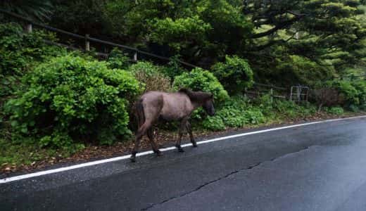 宮崎の「都井岬」は、野生の馬がそこら中にいる驚きの場所