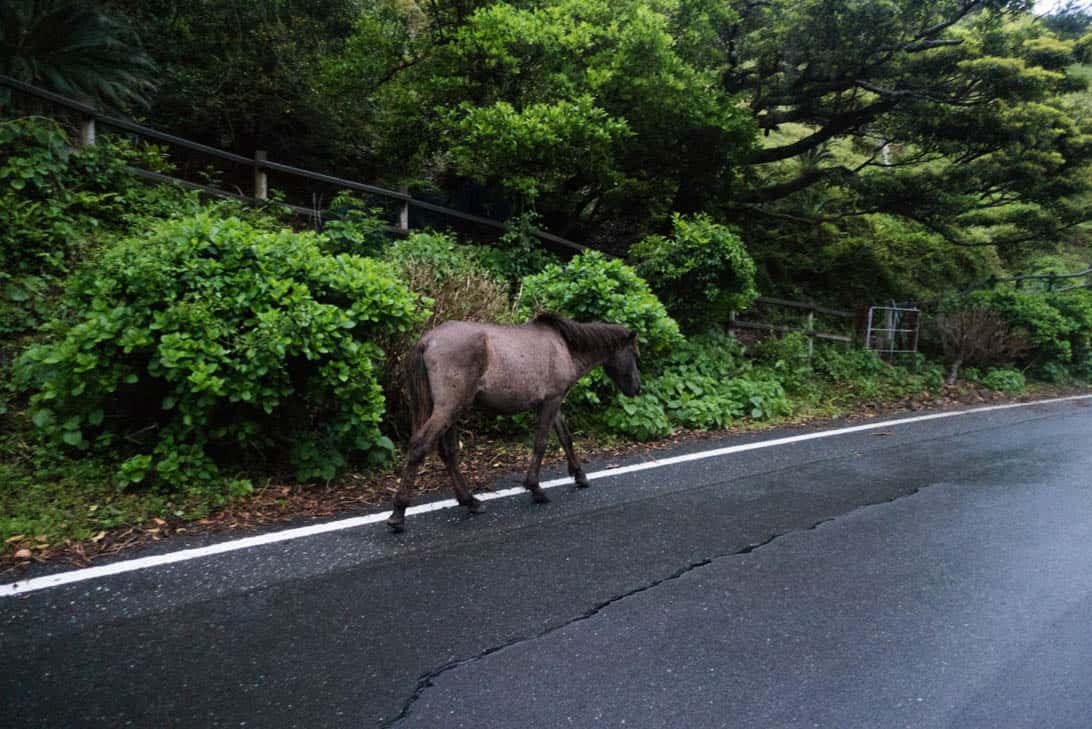 宮崎の「都井岬」は、野生の馬がそこら中にいる驚きの場所