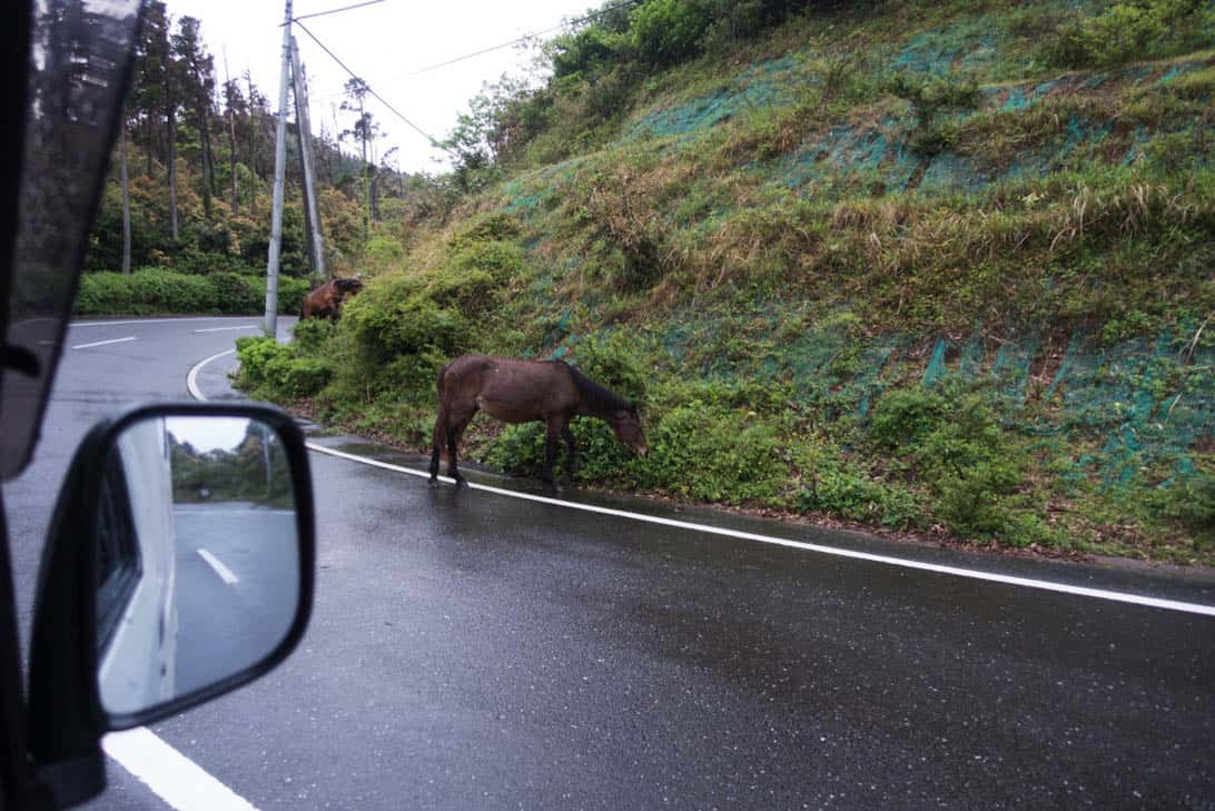 Toimisaki wild horse 8