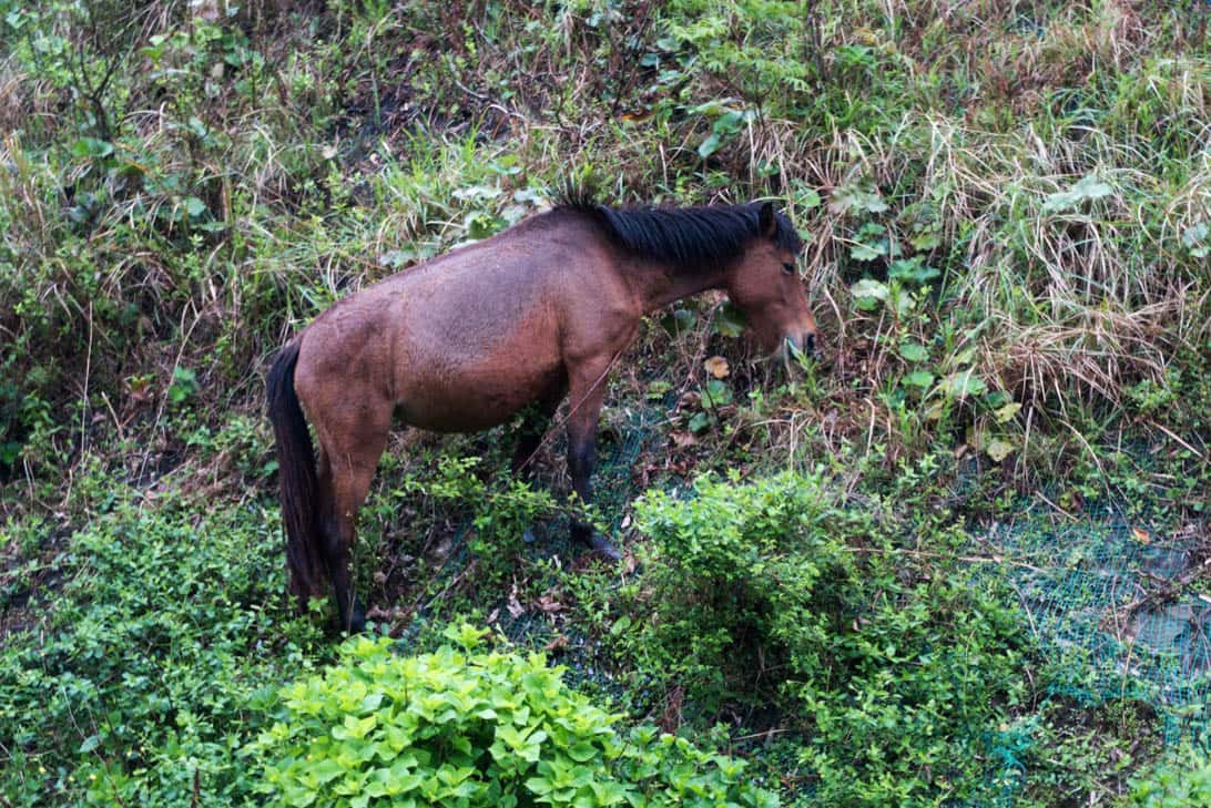 Toimisaki wild horse 9