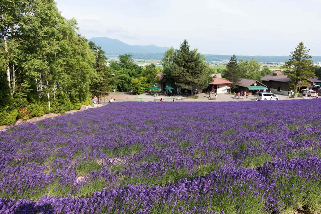 Hokkaido lavender 11