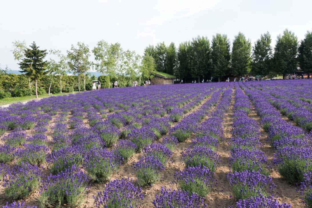 Hokkaido lavender 13