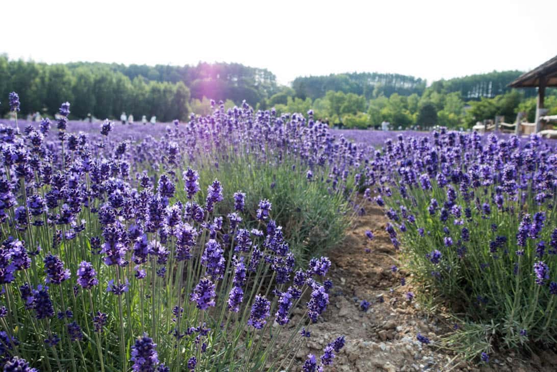 Hokkaido lavender 14