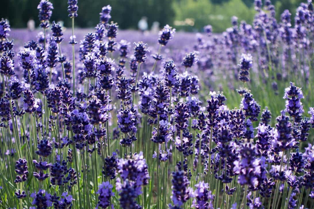 Hokkaido lavender 15