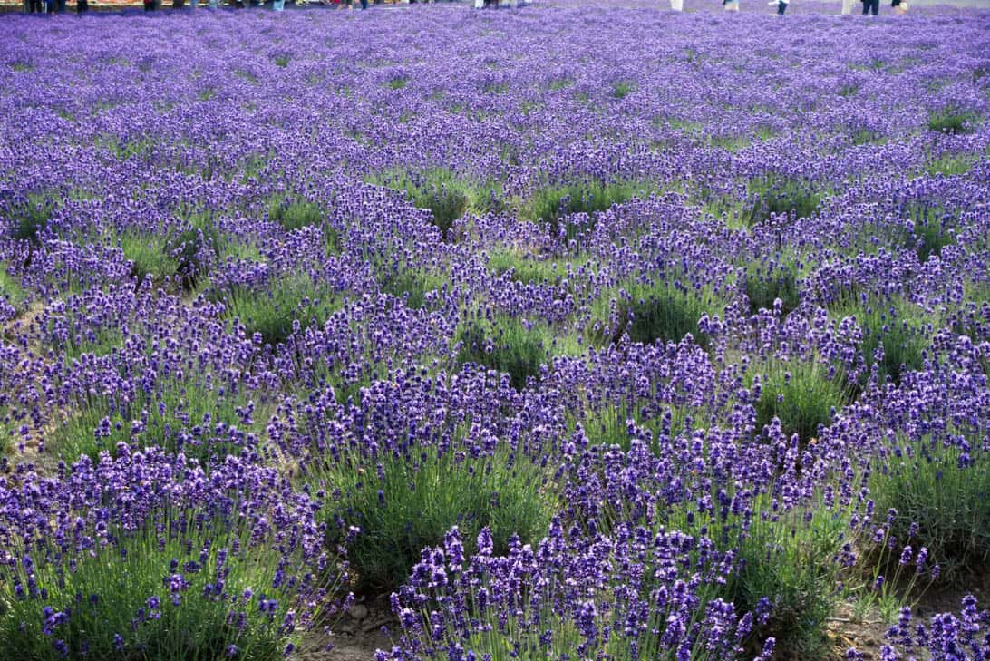 Hokkaido lavender 16