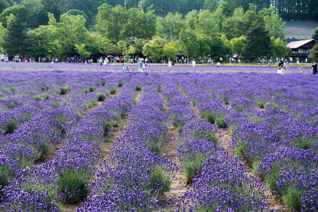 Hokkaido lavender 17