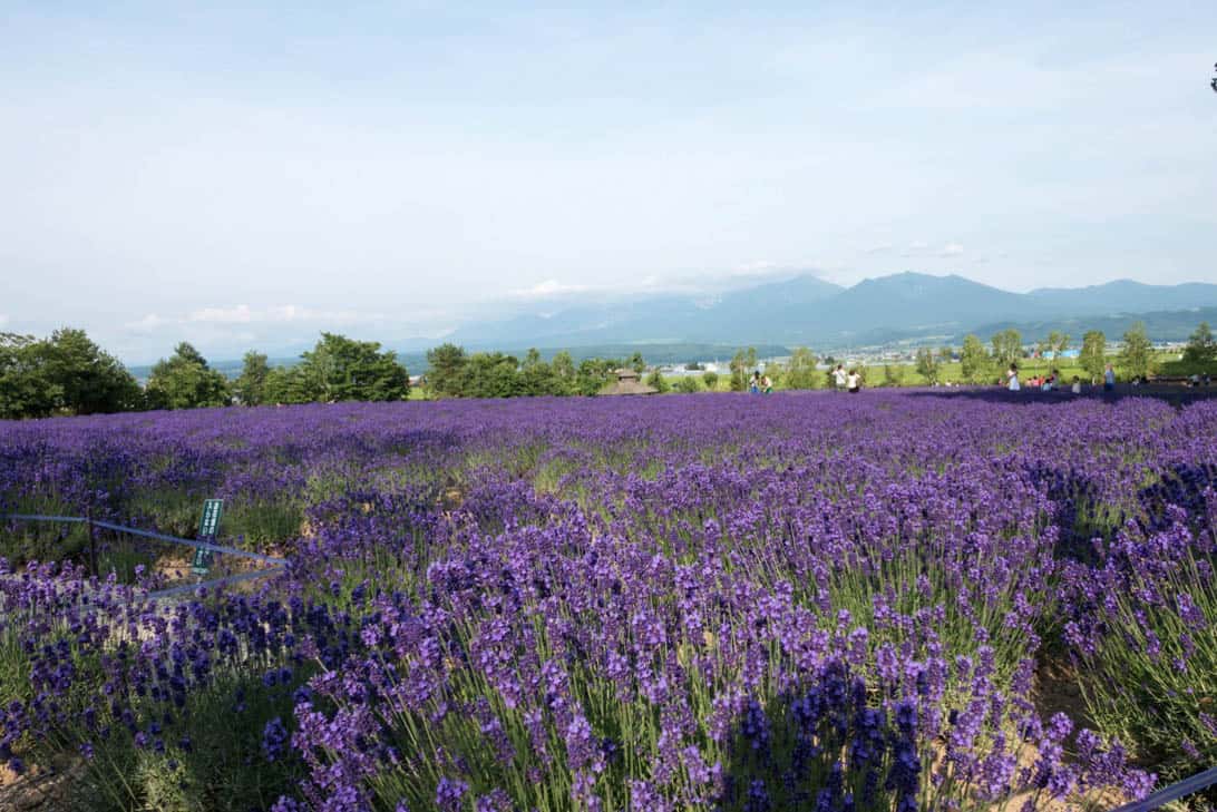 Hokkaido lavender 18