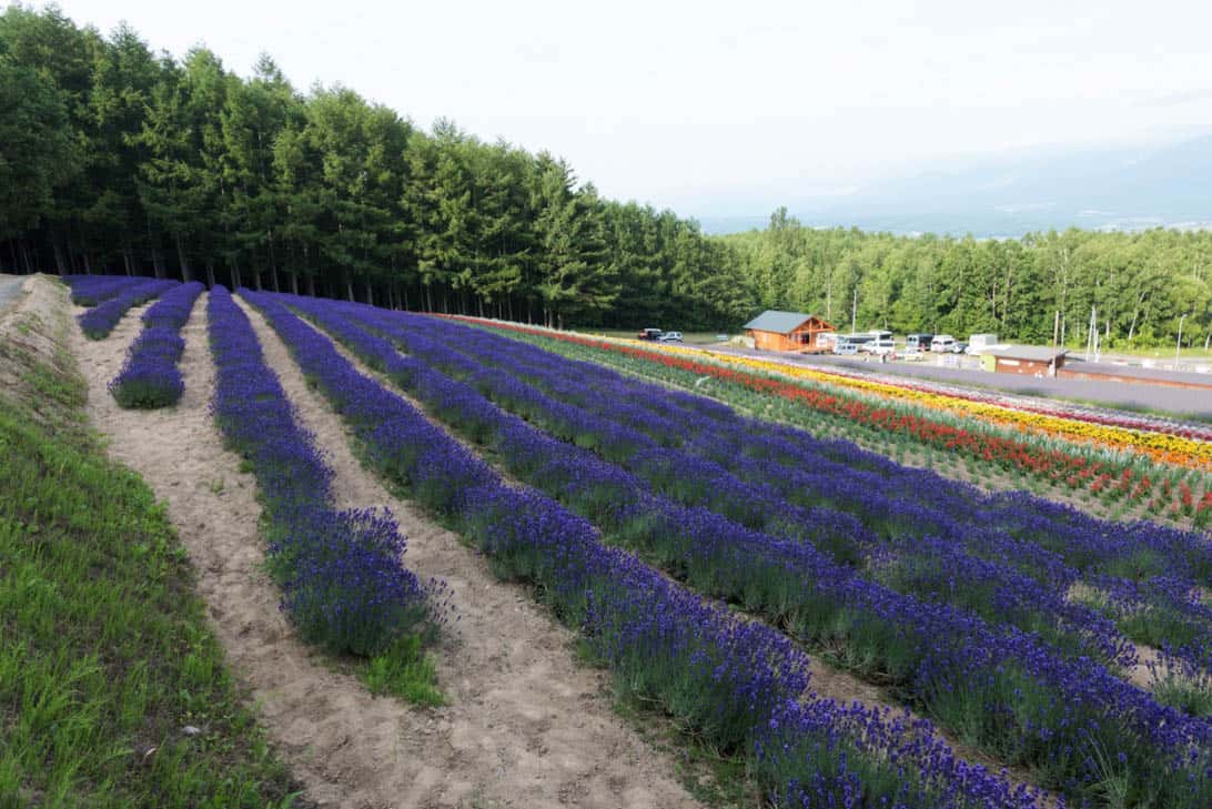 Hokkaido lavender 25