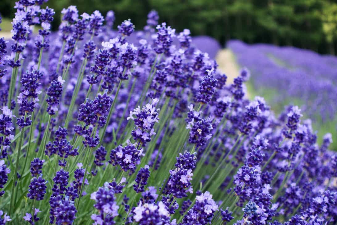 Hokkaido lavender 26