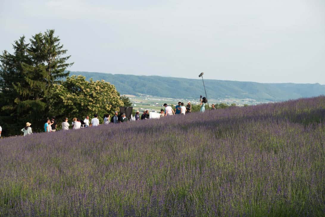 Hokkaido lavender 27