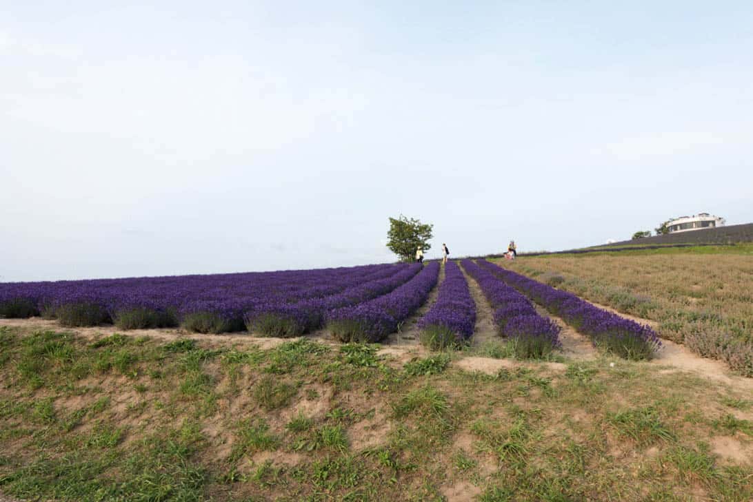 Hokkaido lavender 30