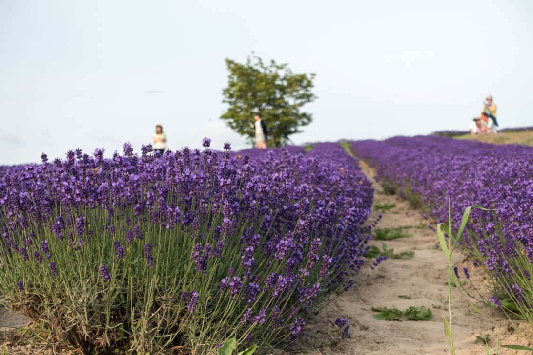 Hokkaido lavender 31