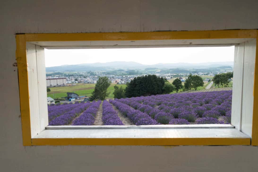 Hokkaido lavender 32