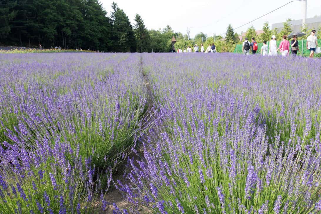 Hokkaido lavender 4