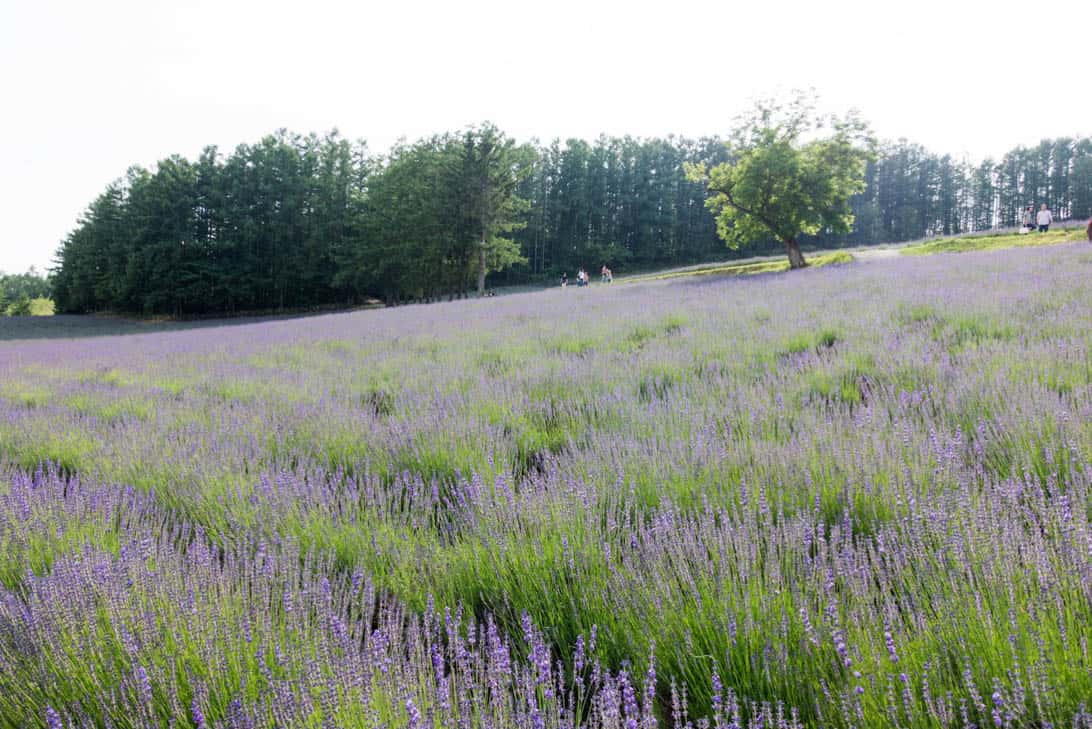 Hokkaido lavender 5