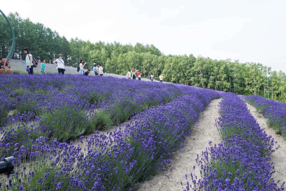 Hokkaido lavender 8