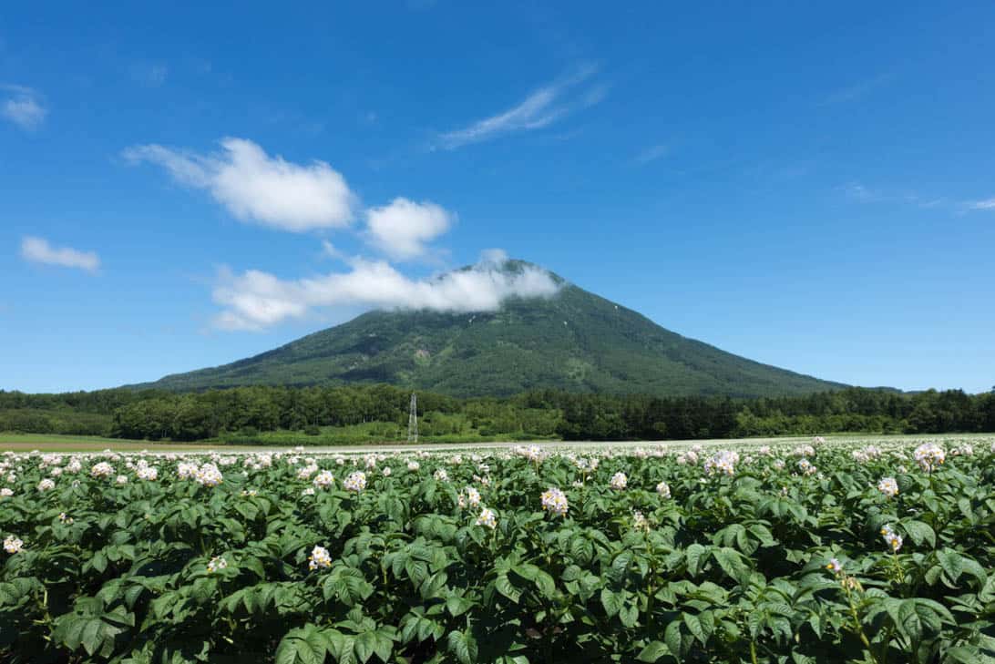 Takahashi farm 3