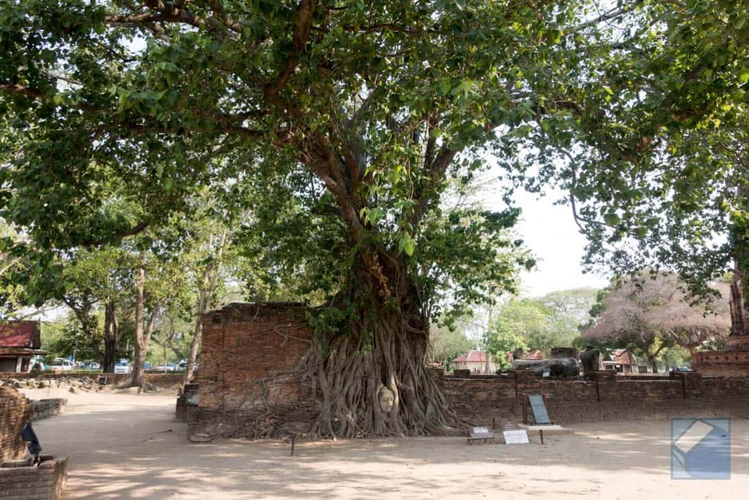 Ayutthaya ruins thailand 41