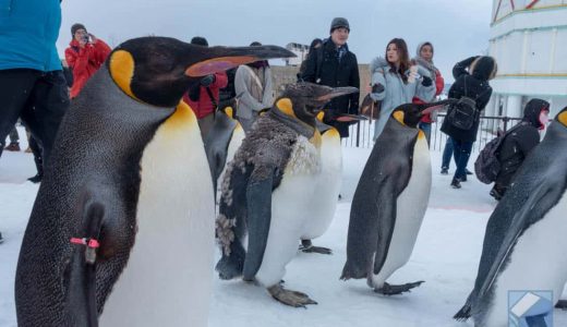 冬の旭山動物園「ペンギンの散歩」がかわいすぎたので動画と写真を見てくれ