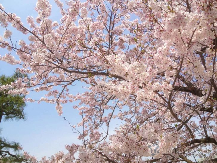 大濠公園の桜（新生活）