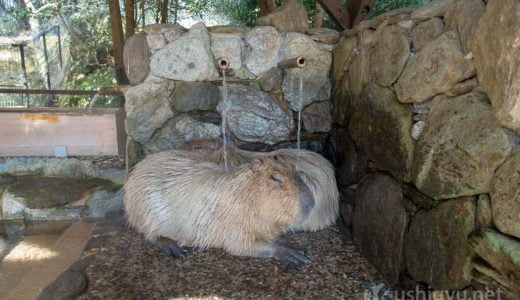 長崎バイオパークは動物が近い！冬はカピバラの露天風呂でほのぼのするふれあいの動物園