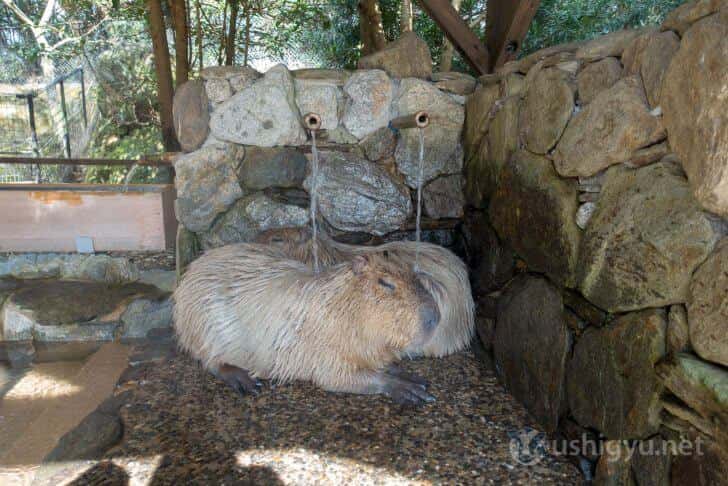 長崎バイオパークのカピバラ露天風呂