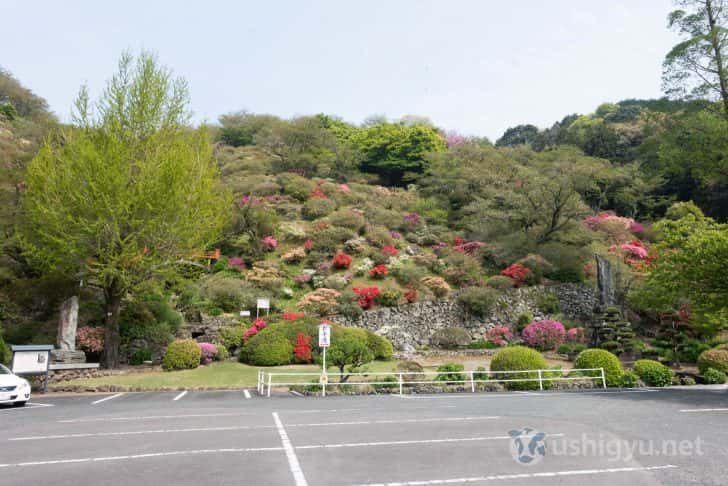 駐車場横にはつつじの咲く東山公園