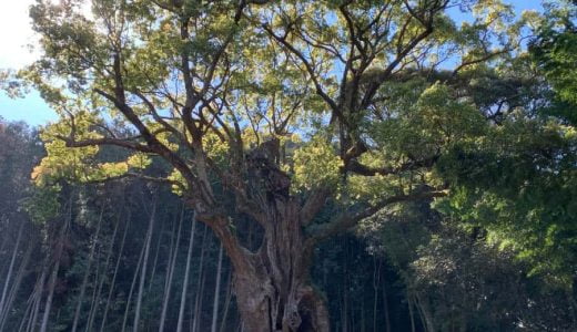 近代的で美しいデザインの「武雄市図書館」と、自然の力にあふれた樹齢3,000年以上の「武雄の大楠」