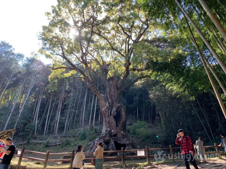 3,000年以上の歳を重ねた今でもたくさんの葉を茂らせ活力に溢れている