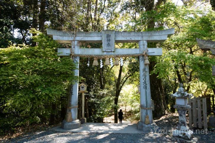 「御神木」と書かれた鳥居をくぐり、大楠を目指す