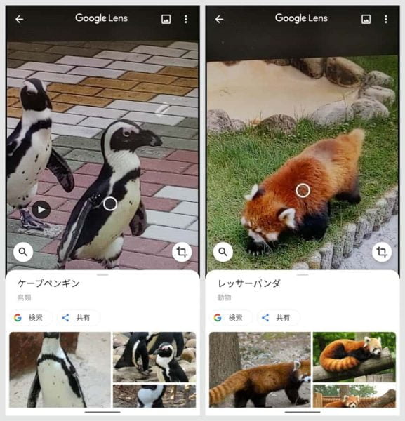 撮影した写真にGoogleレンズを向けてボタンを押すと、動物の種類を推測して提示