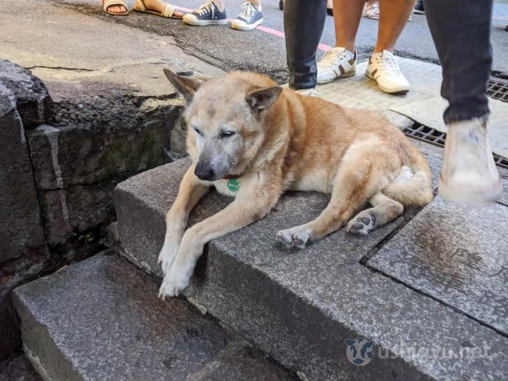 道中で見かけた動かざること山の如しな老犬