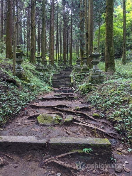 途中には、道に木の根が露出している場所も