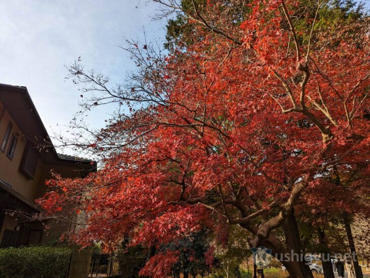 紅葉のピークを少し過ぎていましたが、まだまだ赤々としたモミジが道中にも