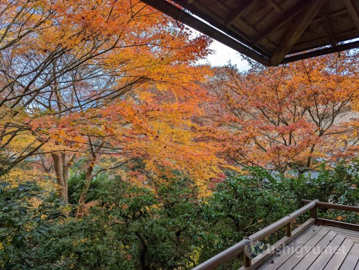 赤、黄色、オレンジ、緑とさまざまに色づく秋の庭園を堪能