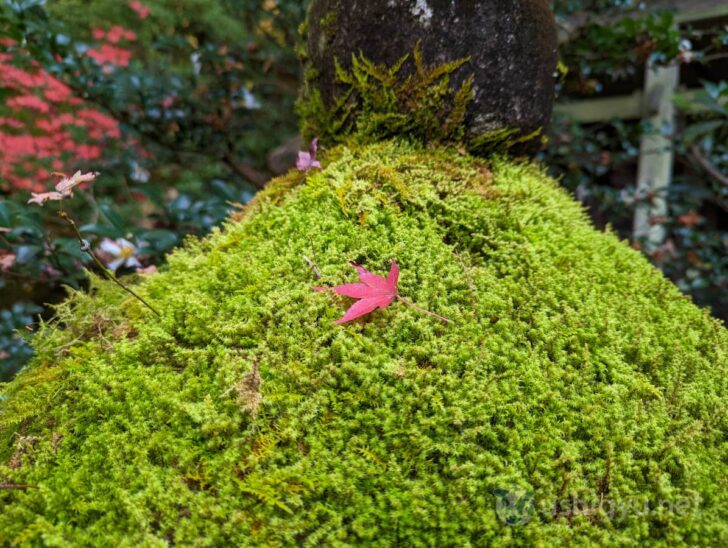 苔の上に落ちた1枚のモミジ