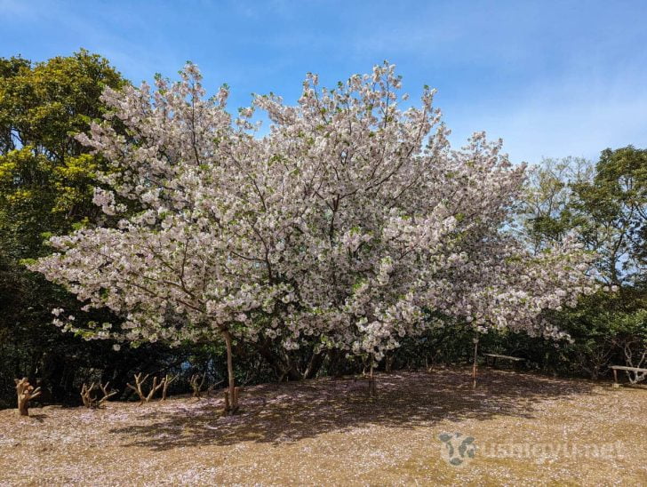 本数自体はそれほど多くないですが、綺麗なので桜の時期に来るのもありかも