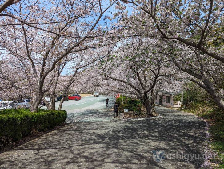 やや散り際だがまだまだ桜も咲いていた