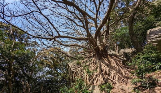 熊本県天草にある「ラピュタの木（西平椿公園）」への行き方と写真。生命力あふれるパワースポット