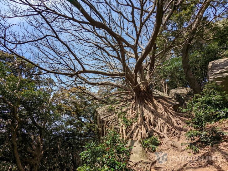 熊本県天草にある「ラピュタの木（西平椿公園）」への行き方と写真