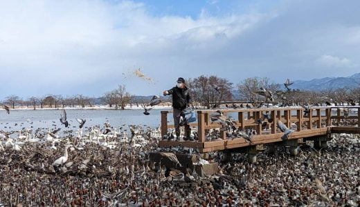 新潟にある白鳥の飛来地「瓢湖水きん公園」気持ち悪いくらいの無数の鳥たちに出会えてエキサイティング。餌付けは必見！